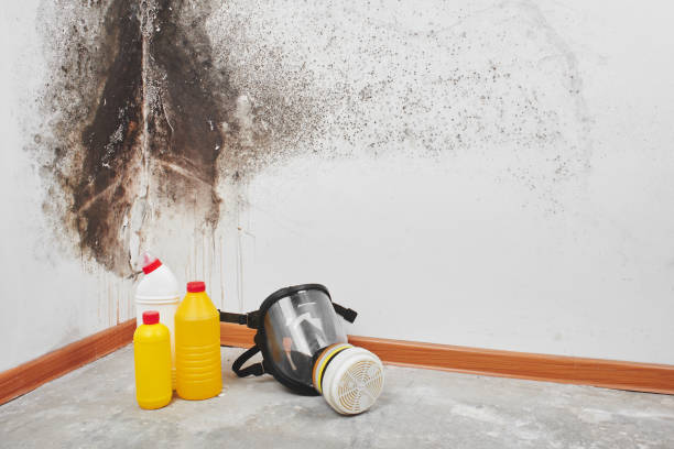 Best Mold Remediation Services  in Calhoun, GA