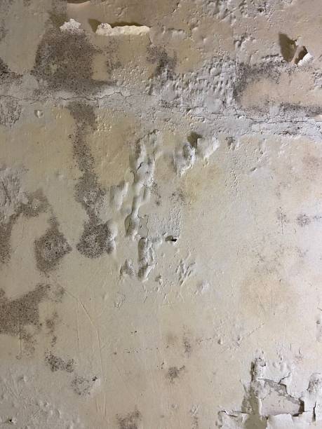 Best Fast Mold Removal  in Calhoun, GA